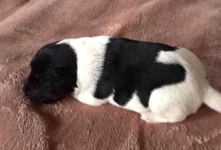 rudi